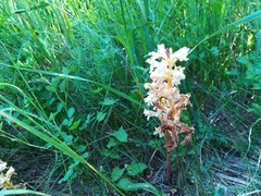 Orobanche lutea