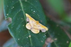 Fascellina plagiata