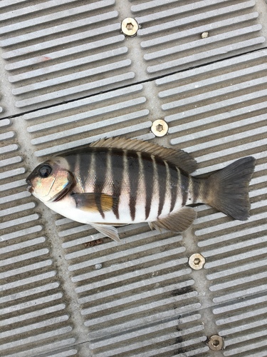 Stripey bream (Girella zebra) — Kyphosidae — 2