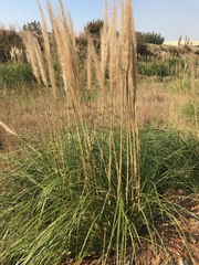 Cortaderia selloana