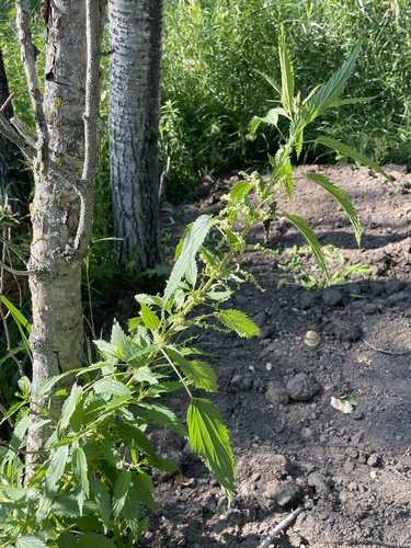 American stinging nettle