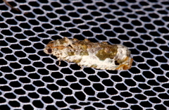 Proteoteras naracana