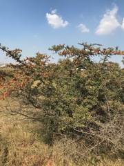 Pyracantha angustifolia