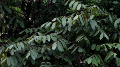 Thyrsodium spruceanum