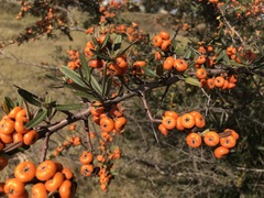 Pyracantha angustifolia