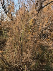 Tamarix ramosissima