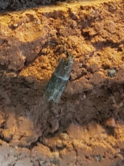 Moodna ostrinella