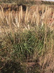 Cortaderia selloana