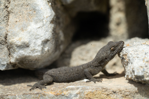 Barton’s Thin-toed gecko, Mediodactylus bartoni