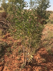 Acacia melanoxylon