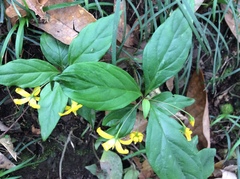 Lysimachia ardisioides