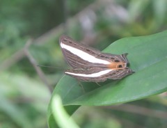 Cyrestis acilia