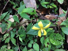 Lysimachia ardisioides