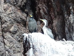 Gulosus aristotelis desmarestii