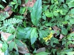 Lysimachia ardisioides