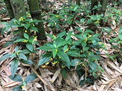 Lysimachia ardisioides