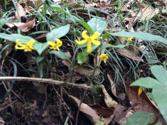 Lysimachia ardisioides