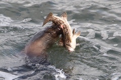 Aplodactylus arctidens