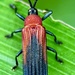 Chalepus sanguinicollis - Photo (c) Livan, algunos derechos reservados (CC BY-NC), subido por Livan