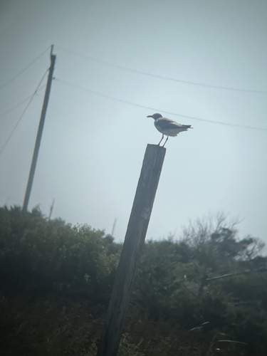 Laughing Gull photographed in North Carolina