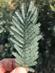 Acacia dealbata