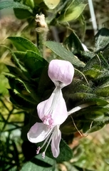 Dicliptera heterostegia, photograph (c) Margaret Burger, some rights reserved (CC BY-SA)