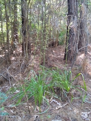 Stenanthium gramineum