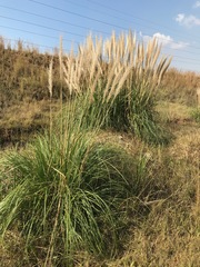 Cortaderia selloana