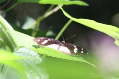 Aterica galene extensa