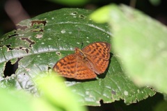 Bebearia laetitioides