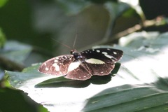 Aterica galene