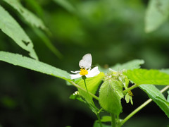 Megisba malaya sikkima