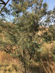 Acacia dealbata