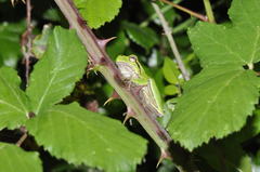 Hyla sarda