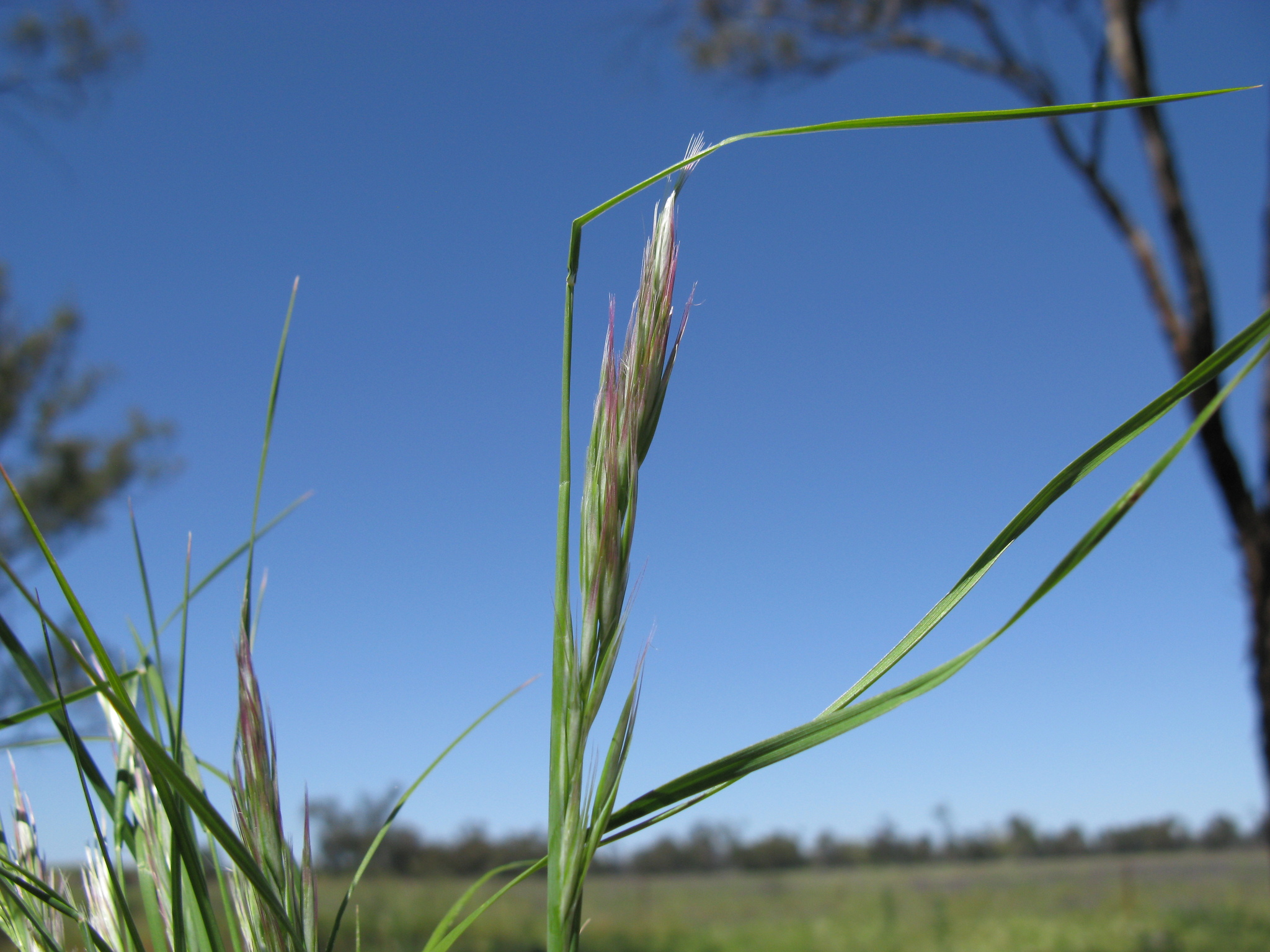 Rytidosperma