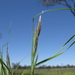 Wallaby Grasses - Photo (c) Harry Rose, some rights reserved (CC BY)