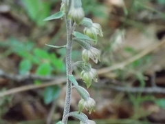 Epipactis microphylla