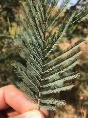 Acacia dealbata