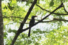 Horizocerus hartlaubi