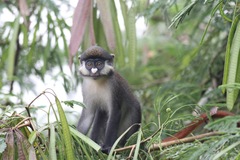 Cercopithecus ascanius