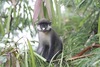 Red-tailed Monkey - Photo (c) Mathias D'haen, some rights reserved (CC BY-NC), uploaded by Mathias D'haen