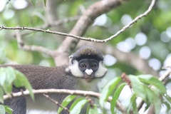 Cercopithecus ascanius