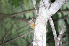 Anomalurus beecrofti