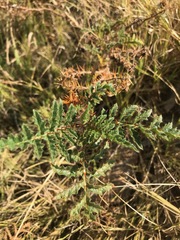 Solanum sisymbriifolium
