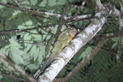 Anomalurus beecrofti