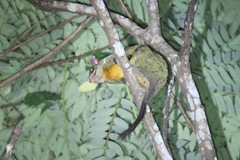 Anomalurus beecrofti