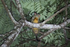 Anomalurus beecrofti