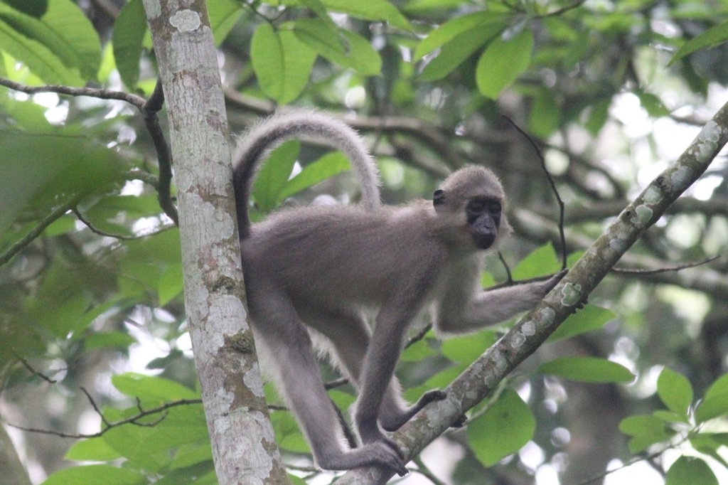 Agile Mangabey