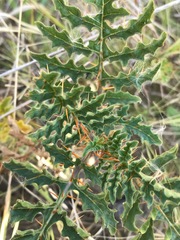 Solanum sisymbriifolium