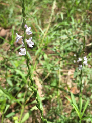 Verbena simplex